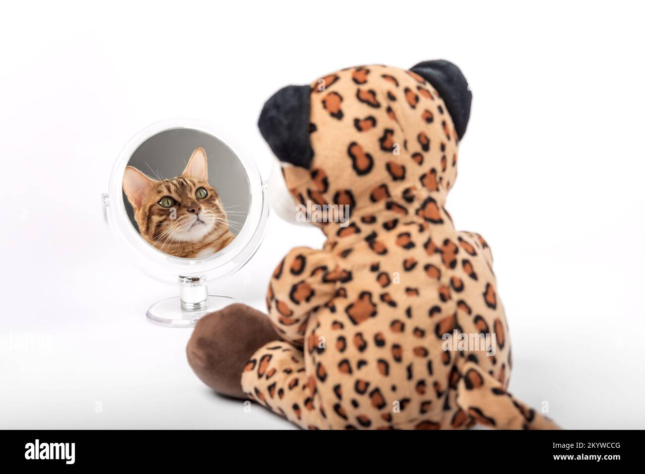 Der Plüschtier-Leopard schaut in den Spiegel und sieht das Gesicht einer Katze auf weißem Hintergrund. Stockfoto