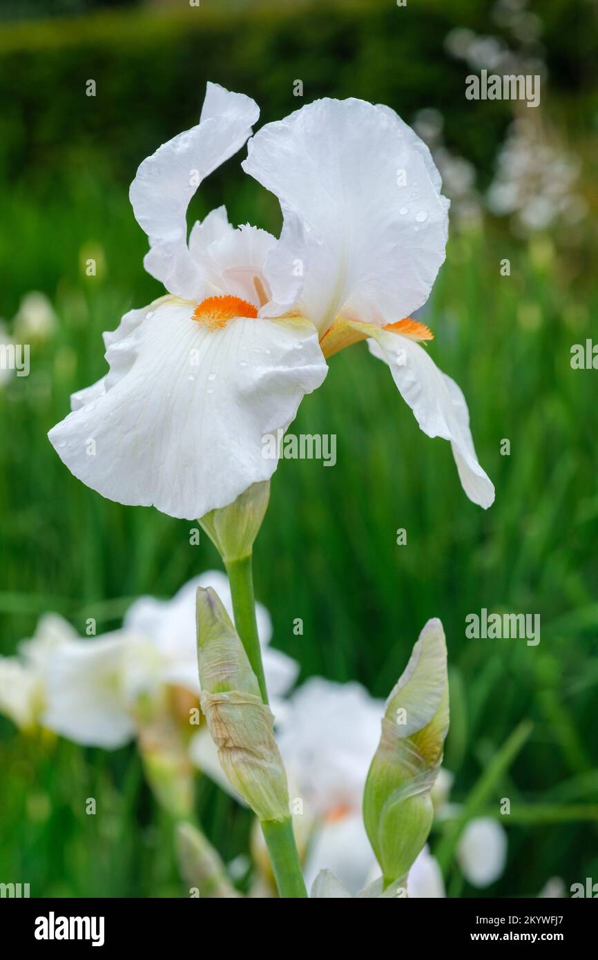 Iris Frost und Flamme, hohe bärtige Irisfrost und Flamme, weiße Blumen mit orangefarbenen Bärten Stockfoto