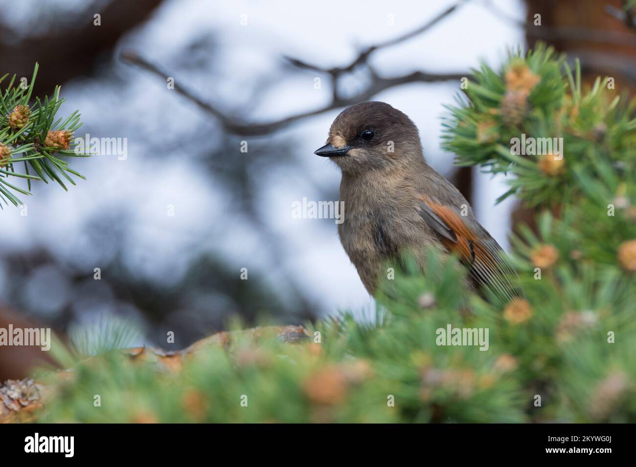 Unglückshäher, Perisoreus infaustus, Sibirischer jay, Le Mésangeai imitateur Stockfoto