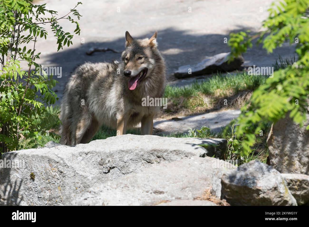 Wolf, Wölfe, Canis Lupus, grauer Wolf, grauer Wolf, Le Loup gris Stockfoto