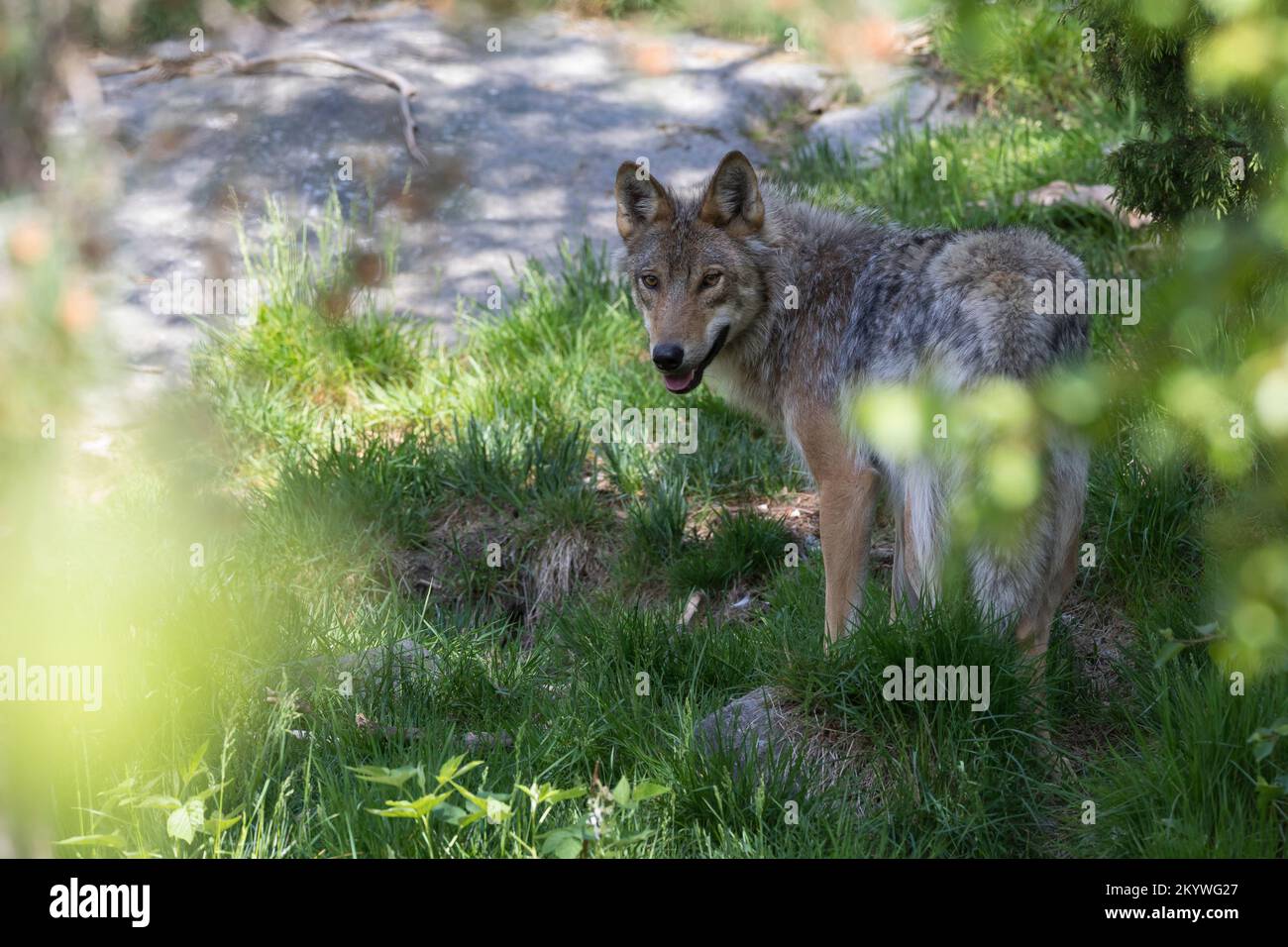 Wolf, Wölfe, Canis Lupus, grauer Wolf, grauer Wolf, Le Loup gris Stockfoto