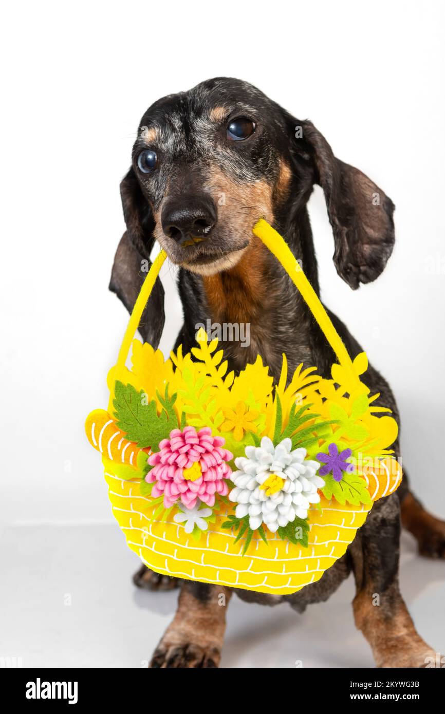Ein alter Dackel-Hund sitzt mit einem Osterkorb im Mund auf weißem Hintergrund. Das Konzept der Osterferien Stockfoto