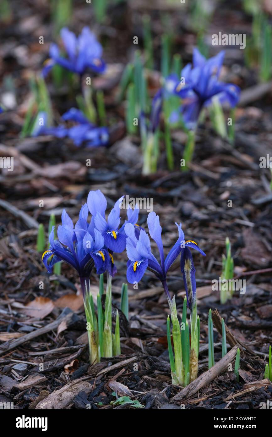 Iris Harmony, Iris reticulata Harmony, Zwergiris, Blumen königsblau, gestreifter weißer Hals, Leuchtend gelber Mittelstreifen an den Wasserfällen. Stockfoto