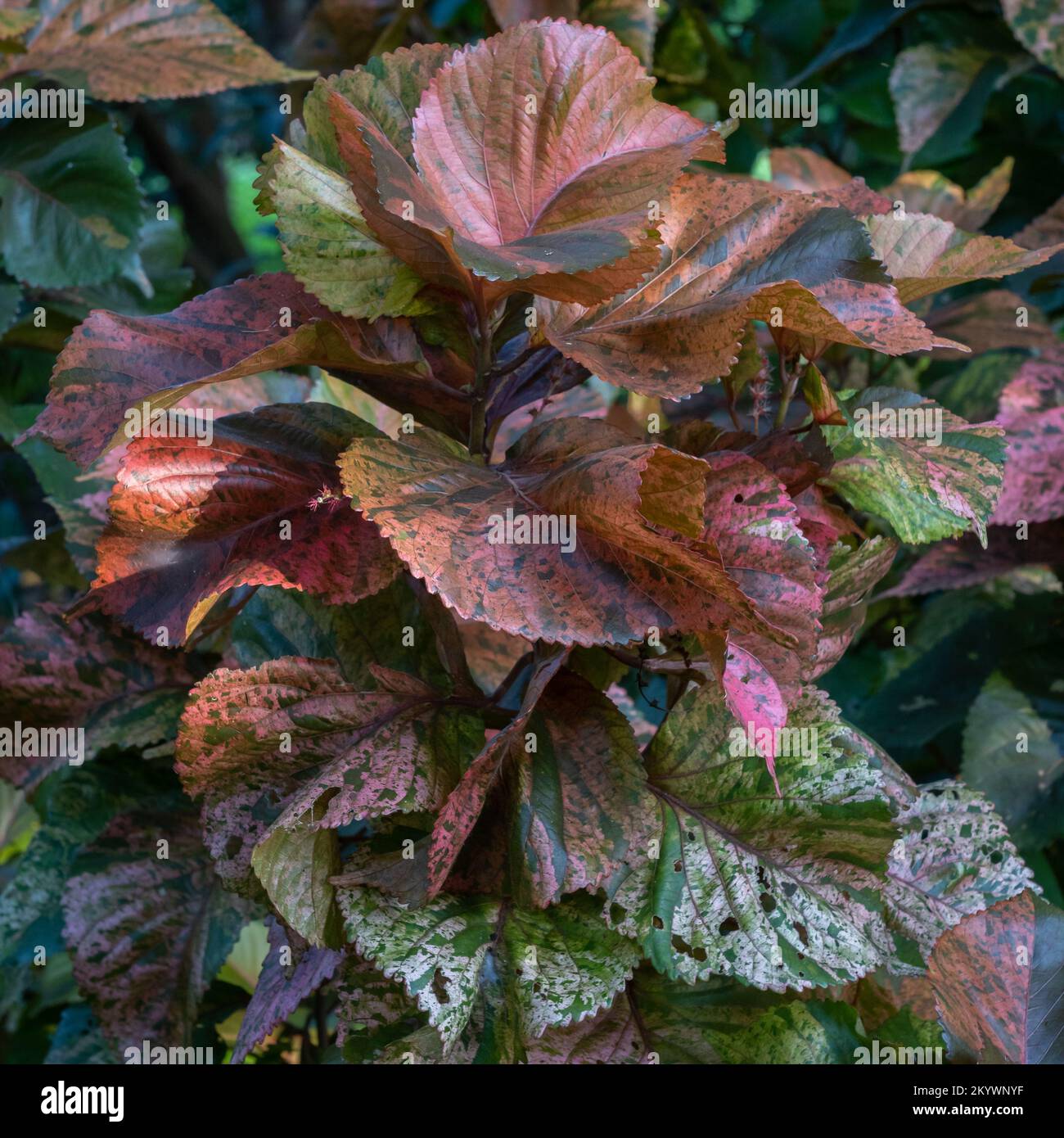 Blick von draußen auf das Copperleaf oder Acalypha wilkesiana immergrüne tropische Sträucher mit wunderschönen Herbstfarben Stockfoto