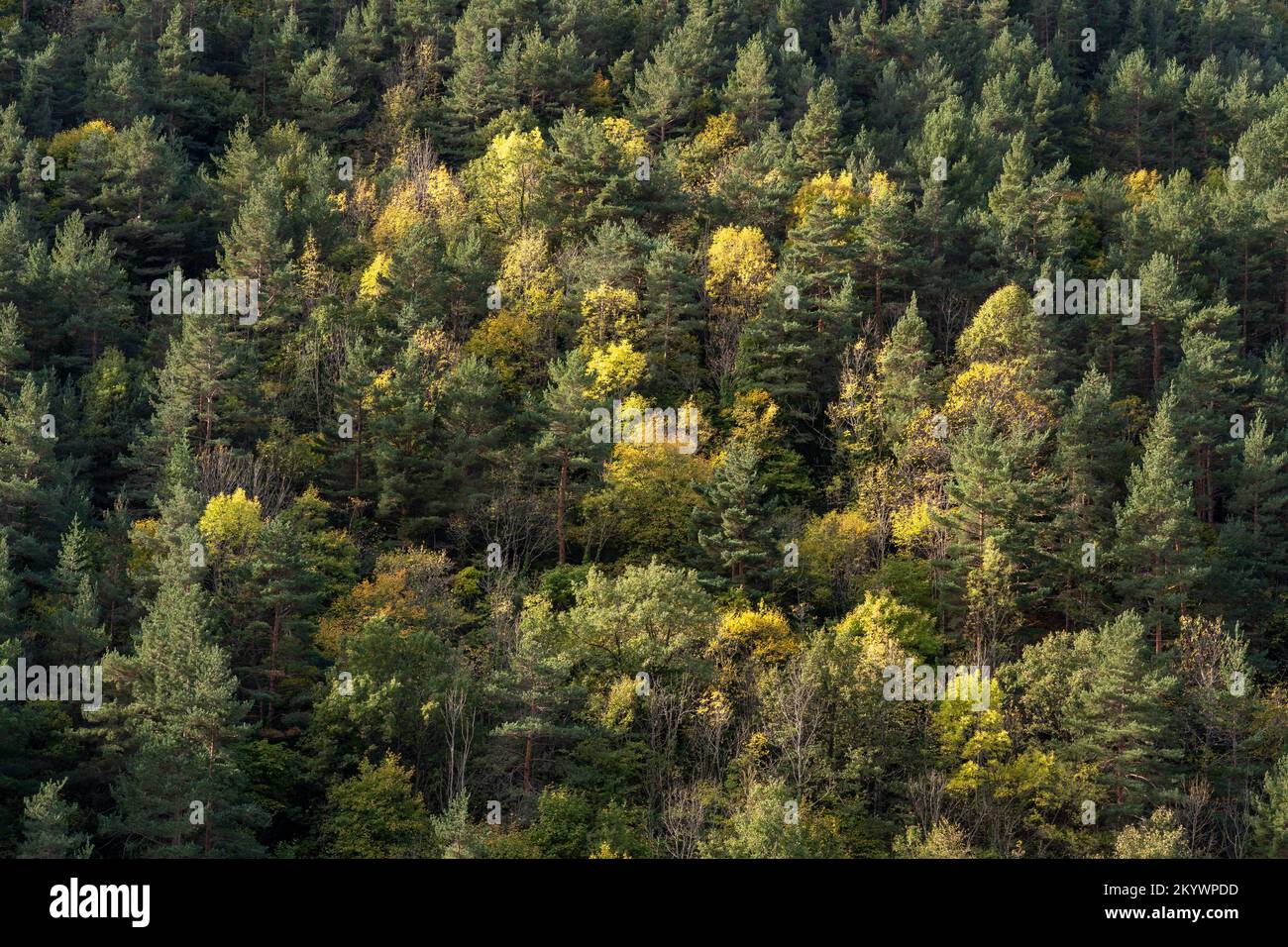 Malerische Waldlandschaft mit Kiefern und Laubbbäumen an Berghängen im Herbst Morgenlicht, Ginclua, Aude, Frankreich Stockfoto