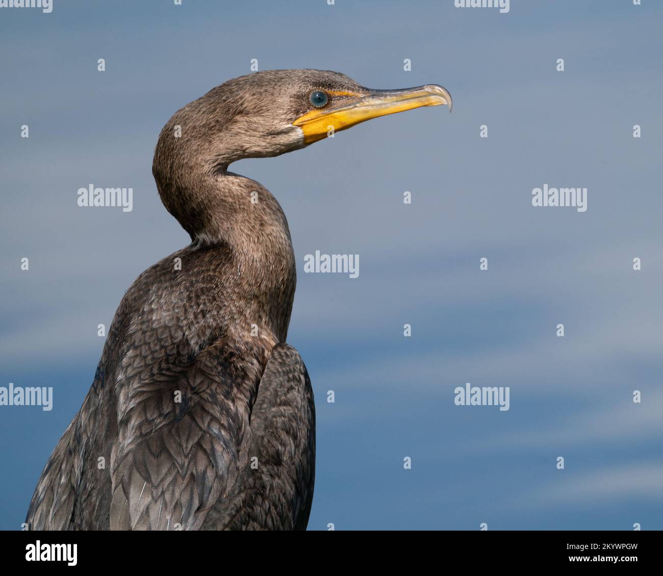 Ein Kormorant mit Doppelkammmuscheln, hoch oben am Wasser Stockfoto