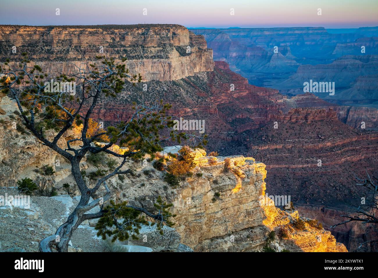 Baum und Canyon Felsformationen von Yavapai Point, Grand Canyon National Park, Arizona USA Stockfoto