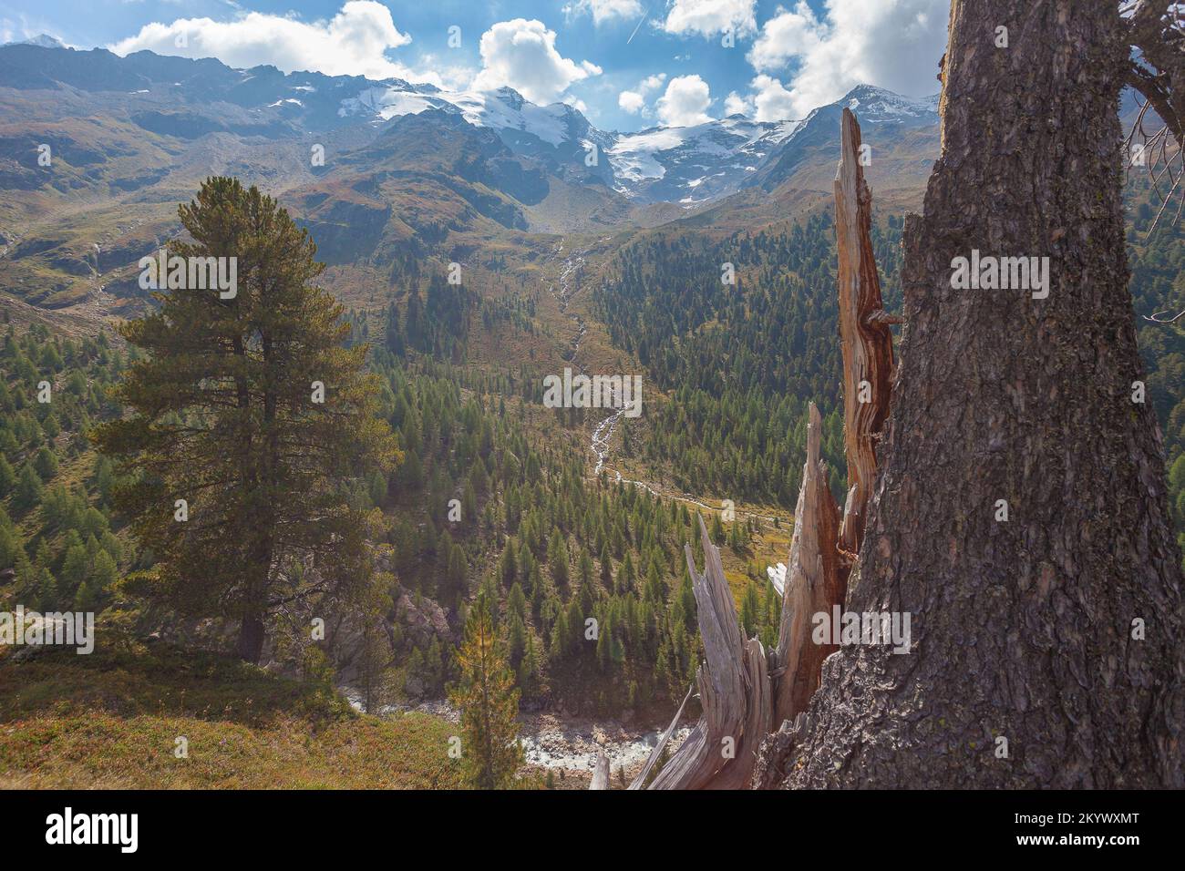 Nahaufnahme von zerbrochenem Kiefernstamm mit alpiner Landschaft und Wald im Hintergrund Stockfoto