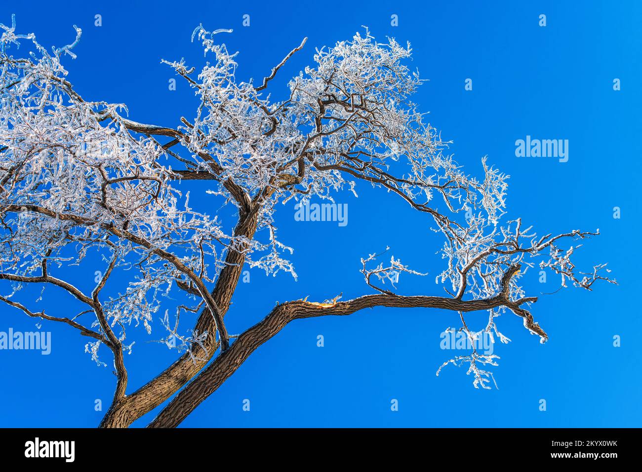 Eisbedeckte Zweige von Bäumen vor dem klaren blauen Himmel. Frostiges Winterwetter Stockfoto