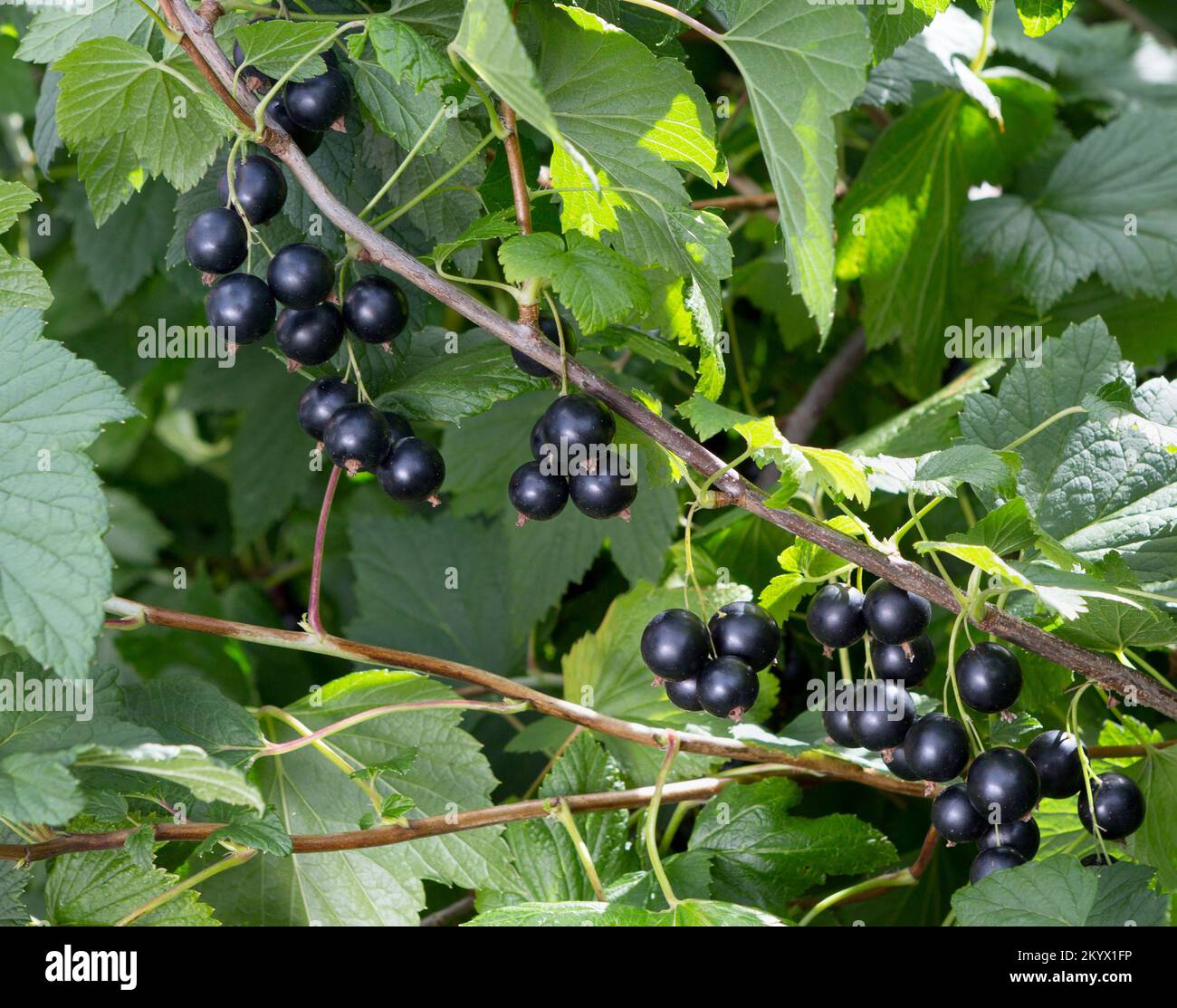 Zweig reifer schwarzer Johannisbeere in einem Garten mit grünem Hintergrund. Beerenpflanze. Stockfoto