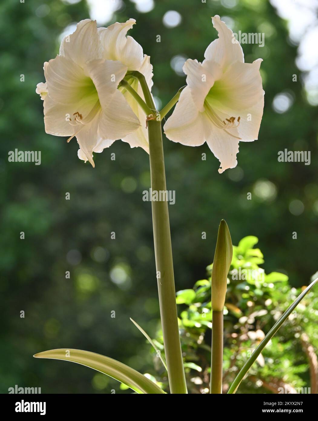 Amaryllis-Blumen im Garten in Santiago, Chile Stockfoto