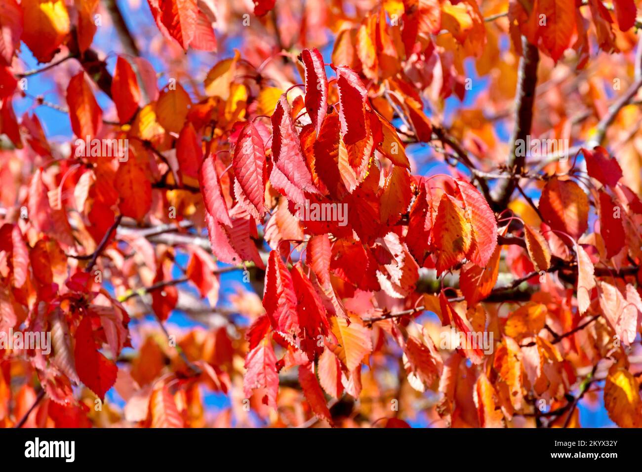 Kirsche (prunus avium), Nahaufnahme der leuchtend roten Herbstblätter eines Baumes, der in einem lokalen Park vor blauem Himmel wächst. Stockfoto