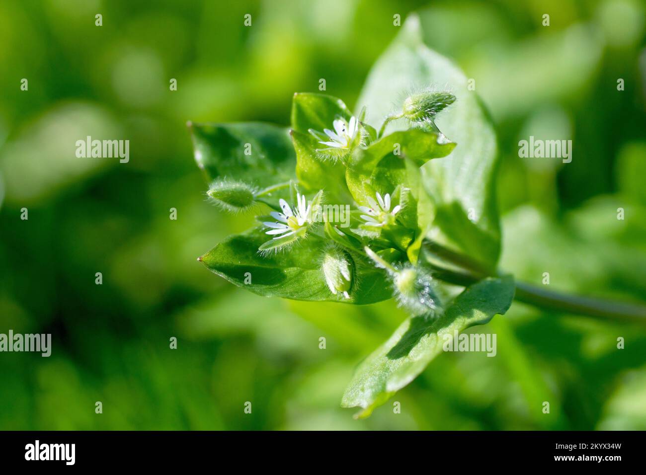 Gewöhnliches Kicherkraut (stellaria media), Nahaufnahme mit den weißen Blumen und Blättern der niedrig wachsenden, sehr verbreiteten Grünlandpflanze. Stockfoto