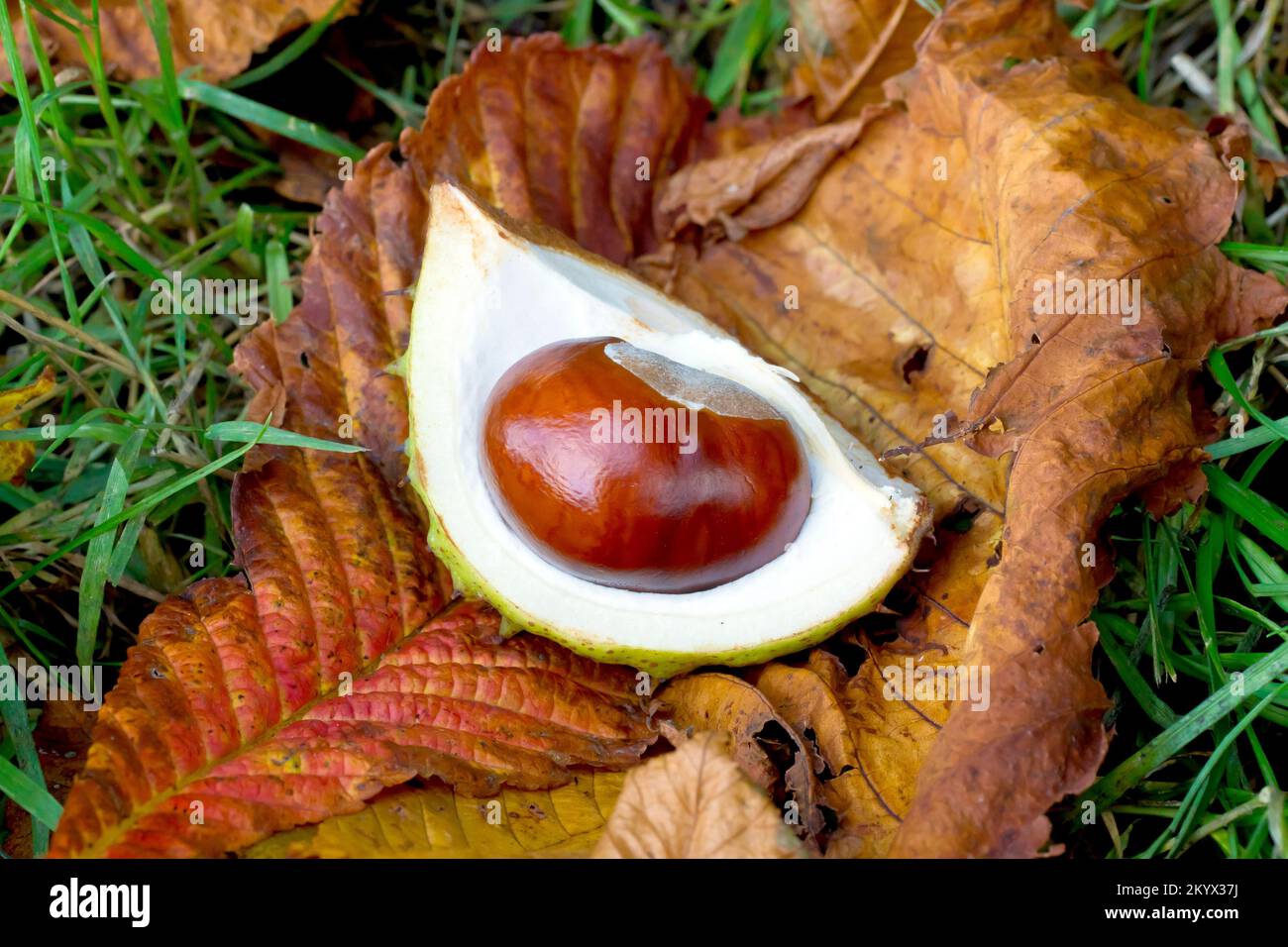 Rosskastanie oder Konker (aesculus hippocastaneum), Nahaufnahme einer einzelnen Frucht oder Nuss, die in ihrem Fall noch auf Herbstblättern auf dem Gras liegt. Stockfoto