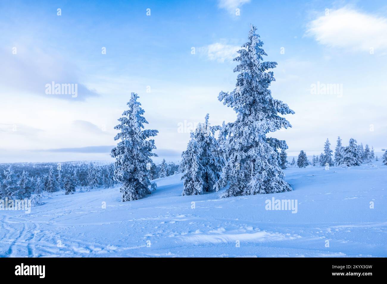 Schneebedeckte Bäume auf dem finnischen Winterberg. Stockfoto