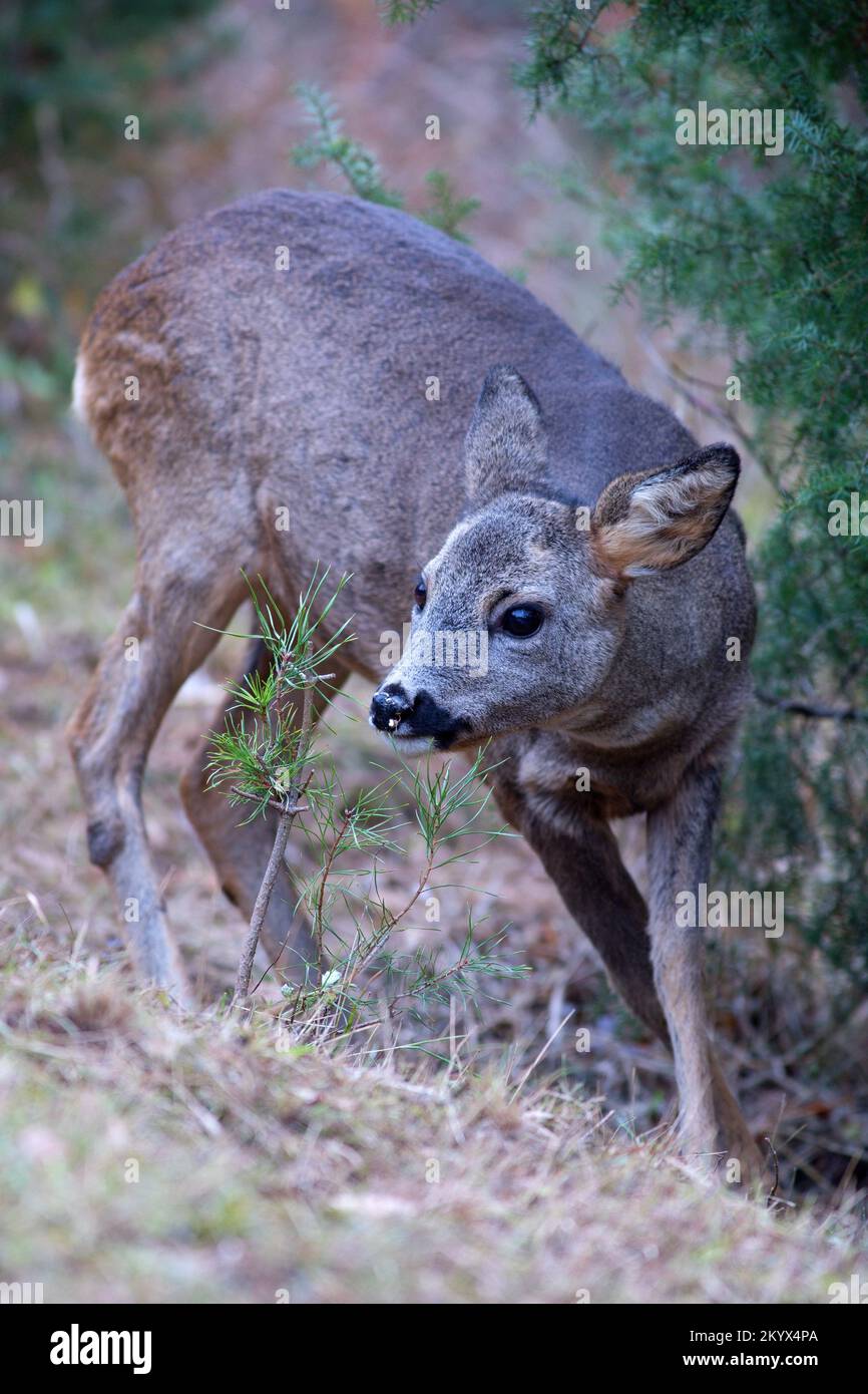 Junger Hirschhirsch (Capreolus capreolus), der an einer kleinen Kiefer schnüffelt Stockfoto