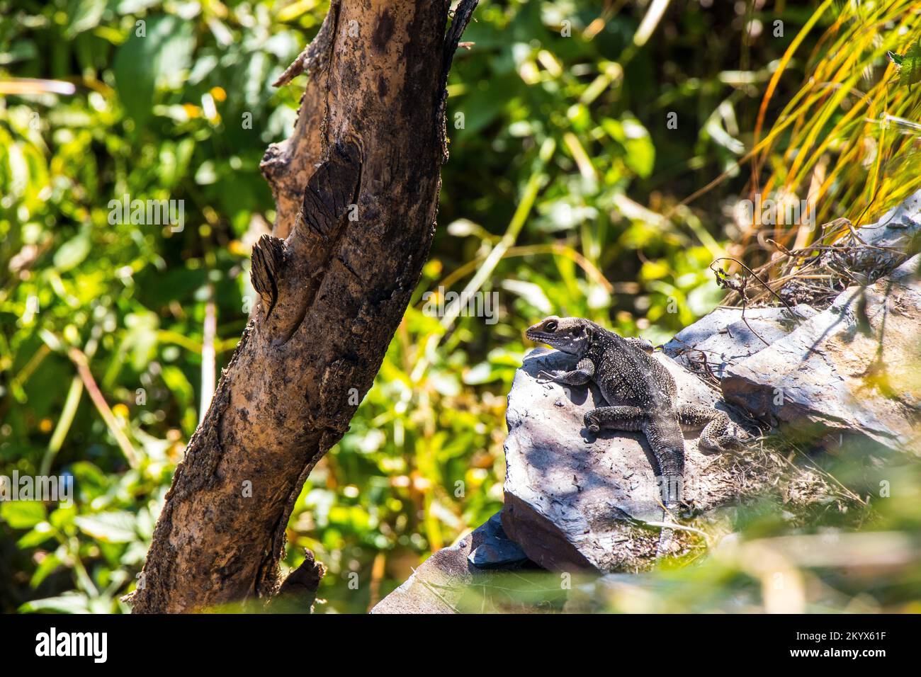 Eidechsenreptil im Dschungel Stockfoto