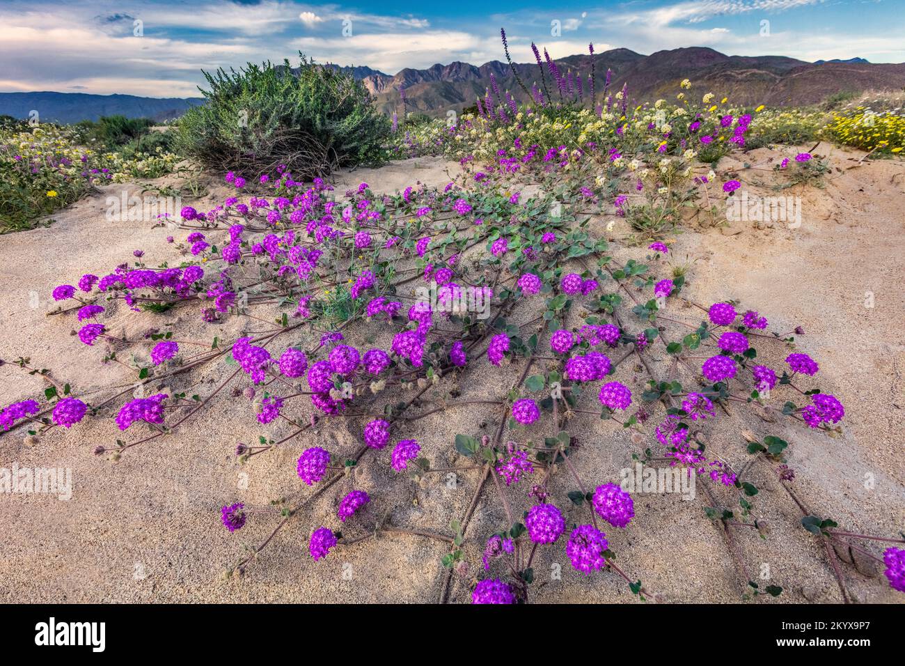Super Bloom, Desert Sand Verbena, Anza Borrego State Park, Kalifornien Stockfoto