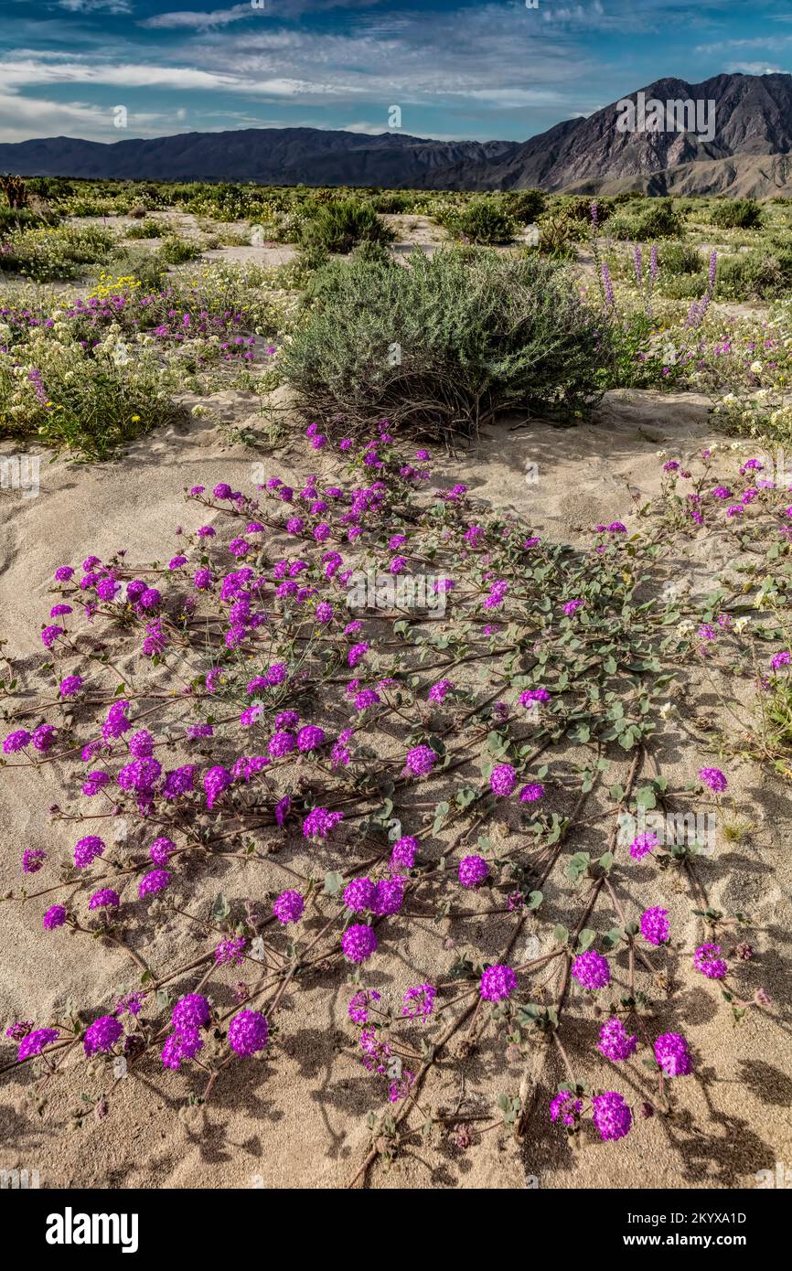 Desert Sand Verbena, Anza Borrego SP, Kalifornien Stockfoto