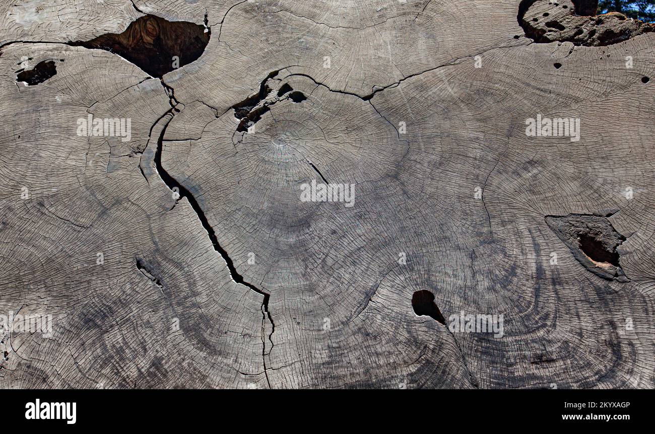 Growth Rings auf einem Querschnitt eines jahrhundertealten Sequoia-Baumes Stockfoto