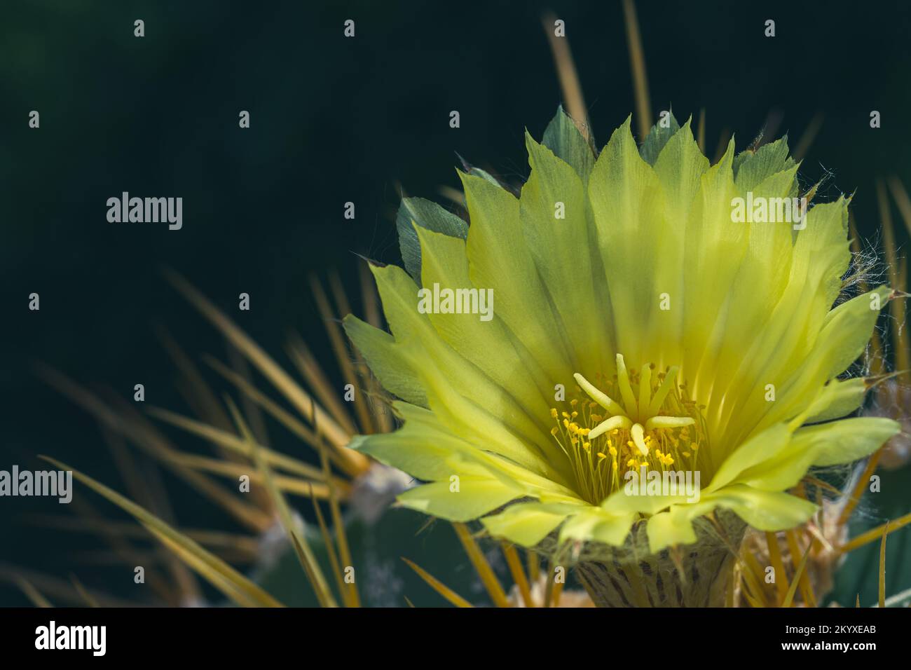 Gelbe Blume eines Sternkaktus (Astrophytum ornatum) zwischen Licht und Schatten im Garten Stockfoto