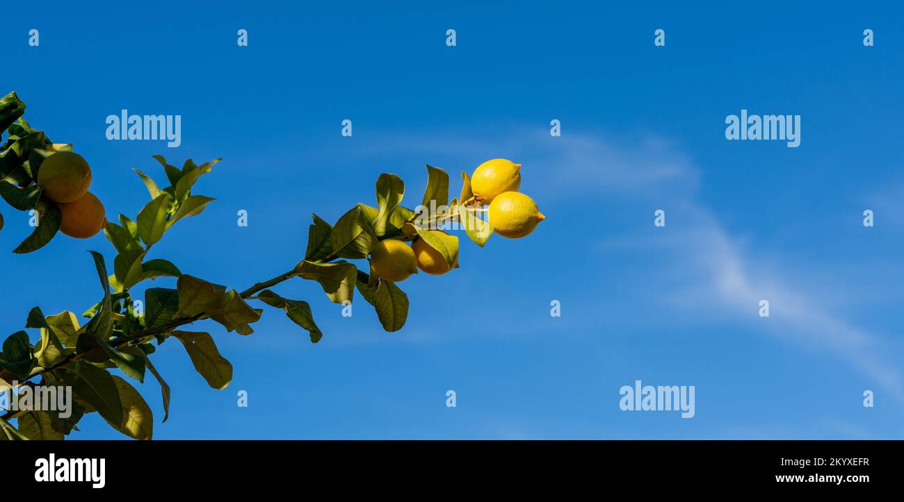 Zitronen in den Zweigen auf blauem Himmelshintergrund Stockfoto