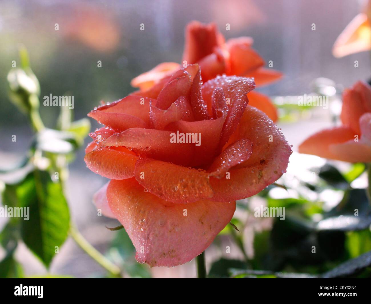 Rose Stockfoto