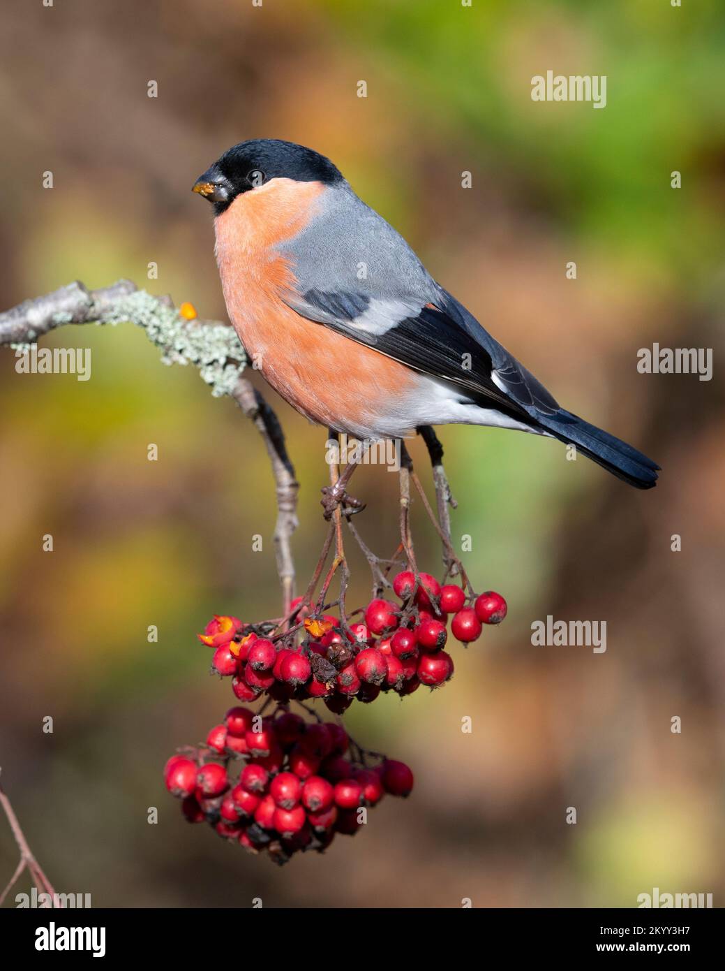 Männlicher Eurasischer Bullfink (Pyrrhula pyrrhula), der in der Herbstsonne in England rote Rowan-Beeren isst. Stockfoto