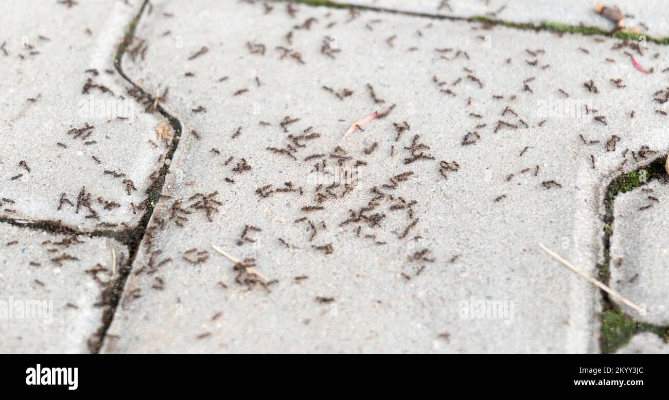 Viele Ameisen auf dem Boden, Hunderte von Ameisen auf dem Betonweg, Ameisenbefall Problem einfaches abstraktes Konzept. Niemand, Naturmakro, Detail, Stockfoto