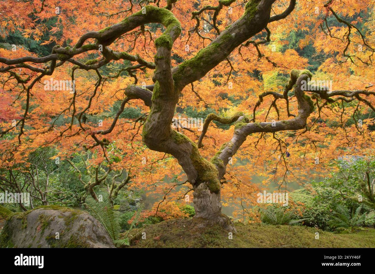 Japanischer Ahornbaum im Herbst, lebhafte Farben des Herbstes, Portland, Oregon Stockfoto