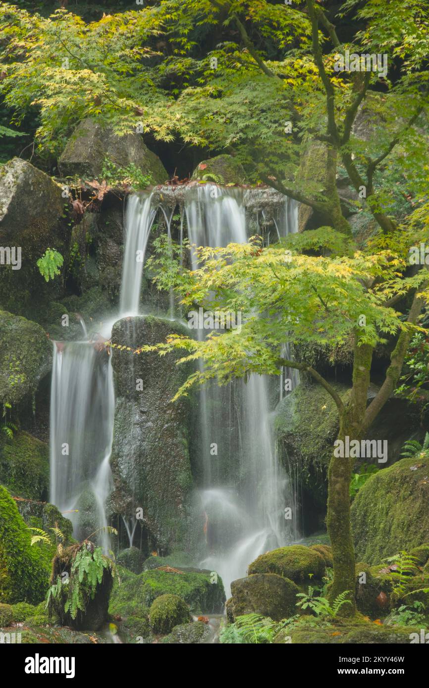 Wasserfall und japanischer Ahorn im Herbst in Portland, Oregon Stockfoto