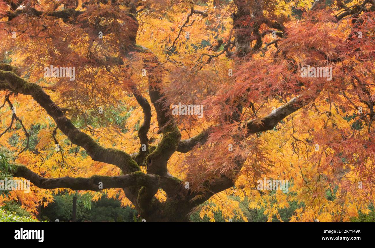 Japanischer Ahornbaum im Herbst, lebhafte Farben des Herbstes, Portland, Oregon Stockfoto