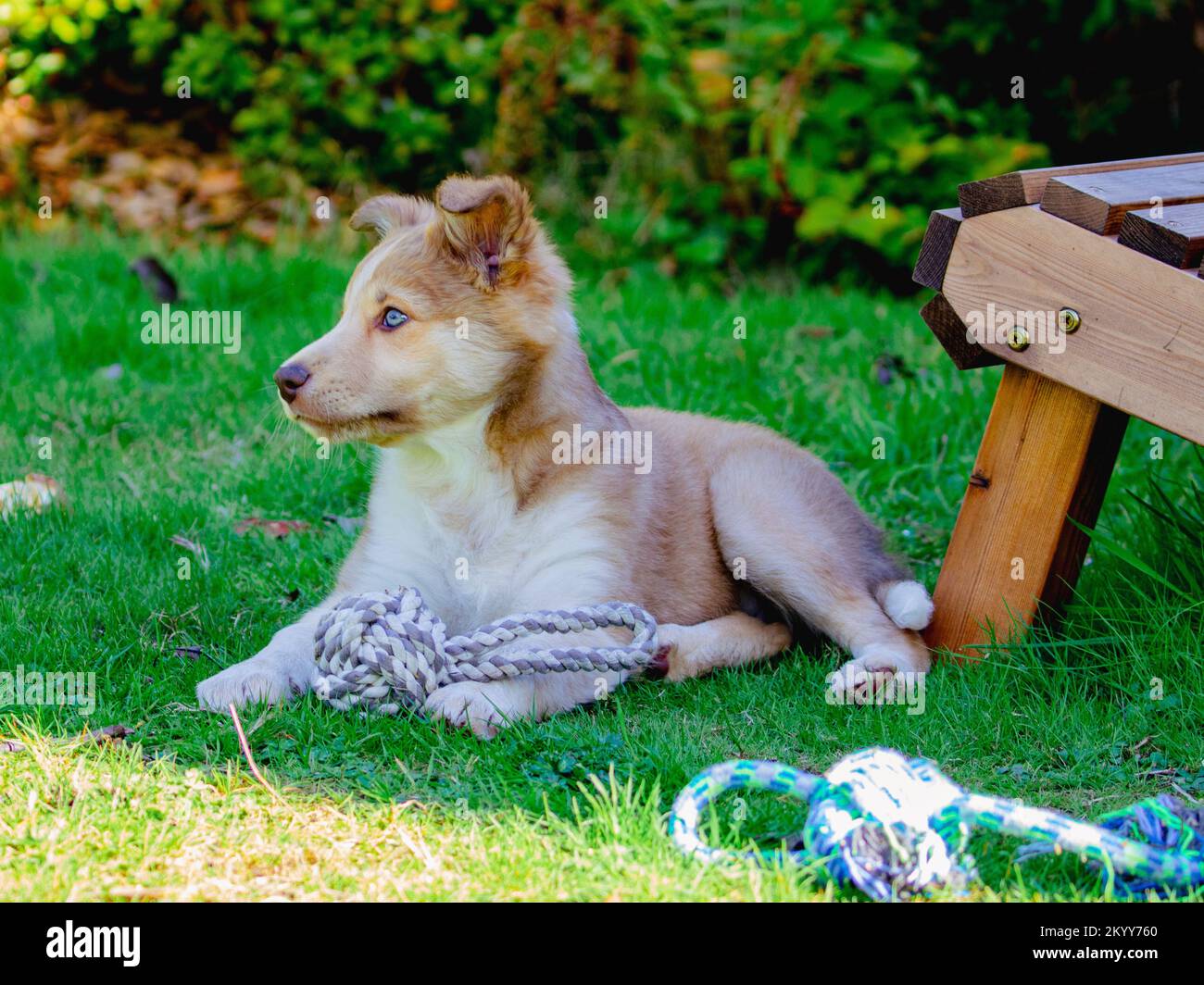 Ein Collie Hündchen mit goldenhonigfarbenen Bändern Stockfoto