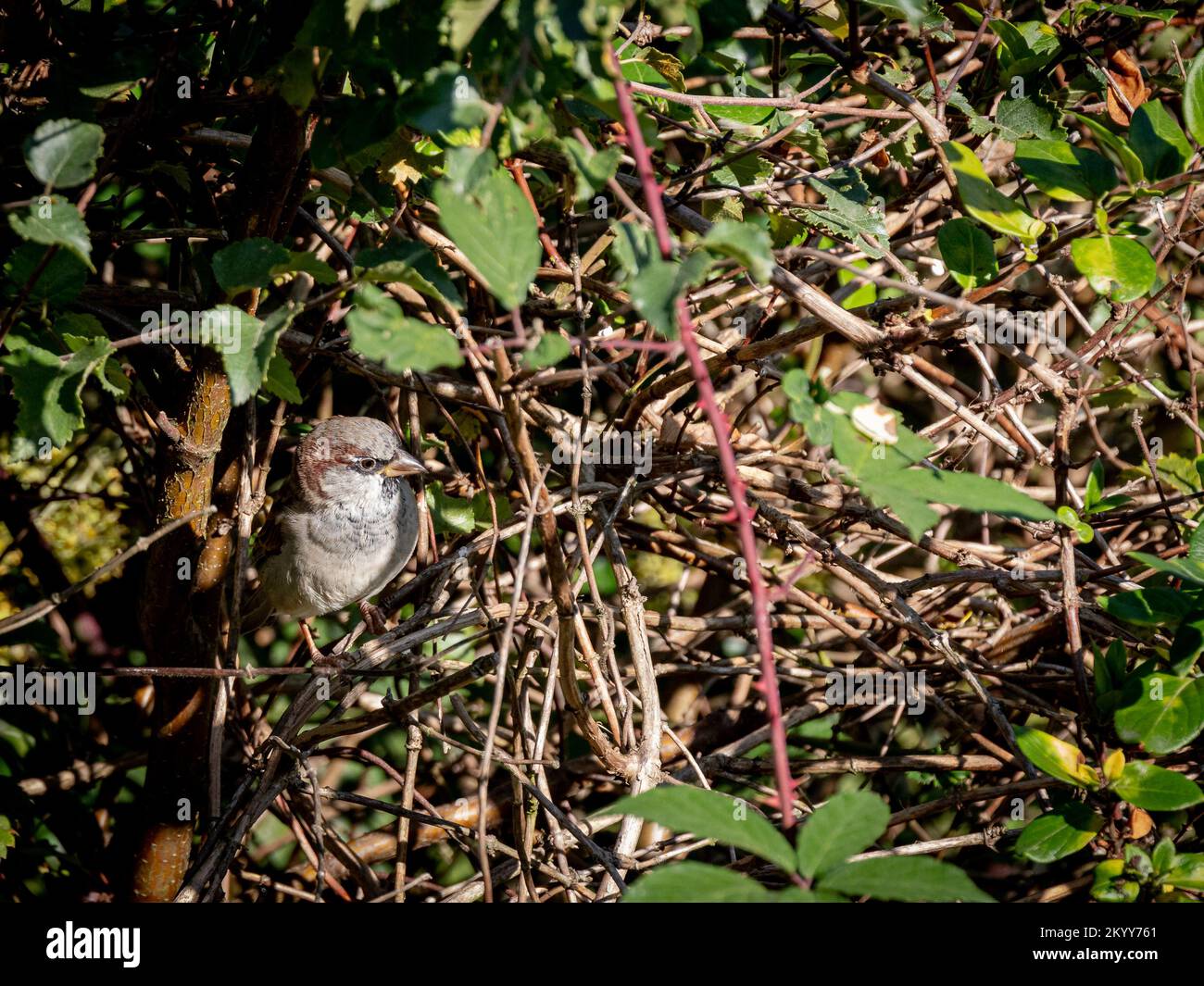 Ein Hausspatz, der sich in der Hecke versteckt Stockfoto