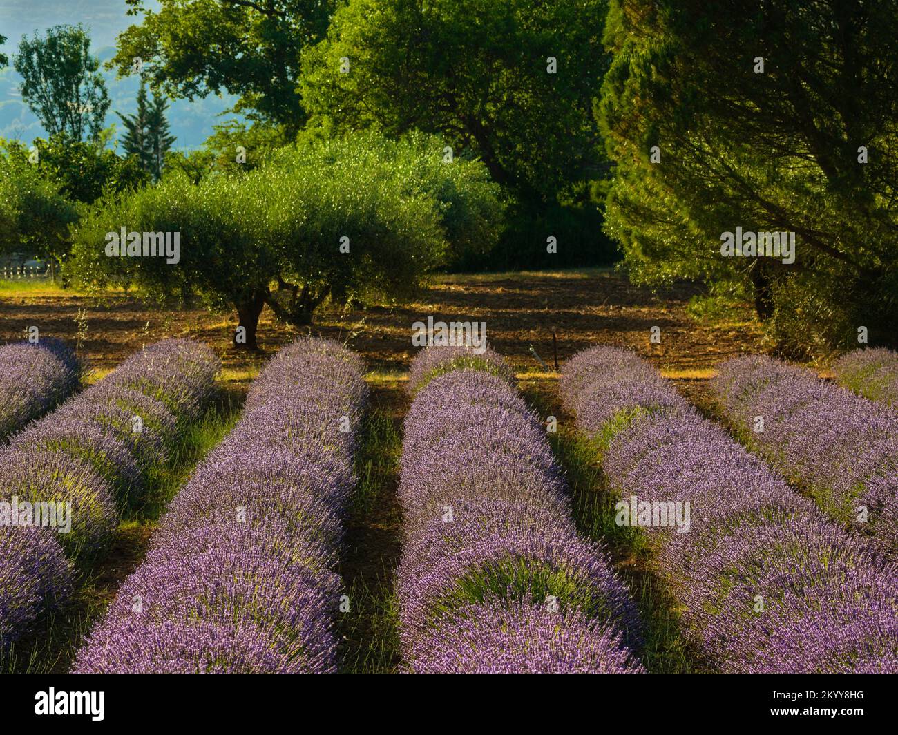 Lavendelfeld in Luberon, französische Provence. Stockfoto