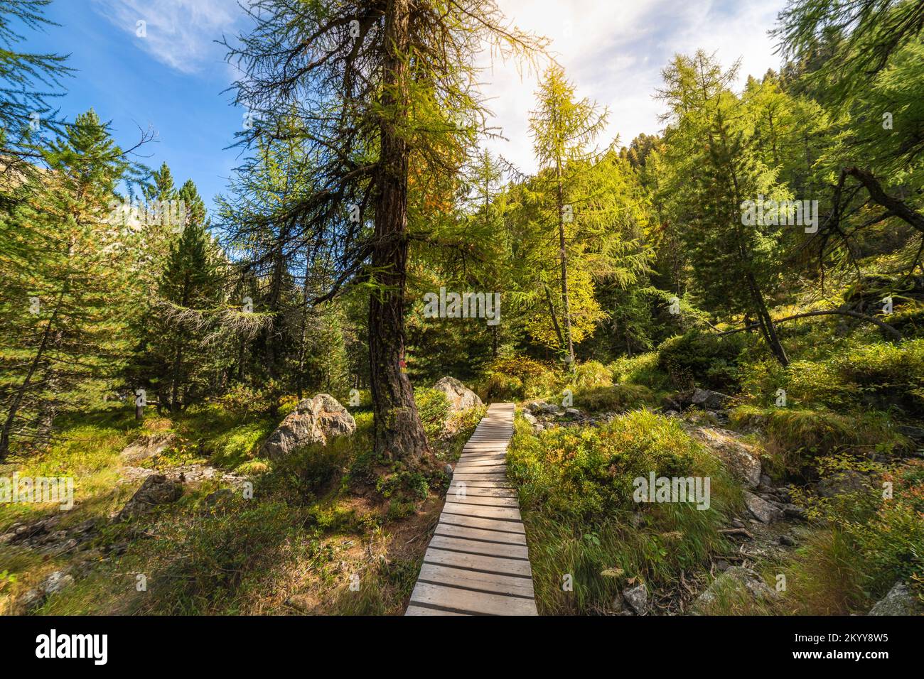 Unter Nadelbäumen in den Graubunden-alpen, Grison, Schweiz Stockfoto