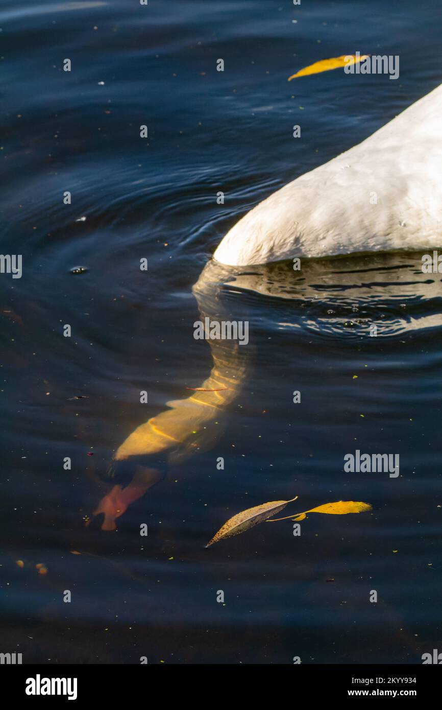 Swan legt seinen Kopf unter Wasser, um ihn zu ernähren Stockfoto