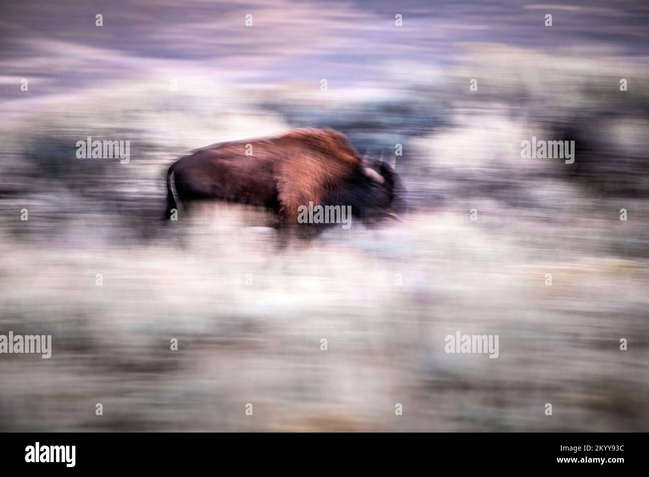 WY05173-00....Wyoming - Bison im Slough Creek Valley des Yellowstone Nationalparks. Stockfoto