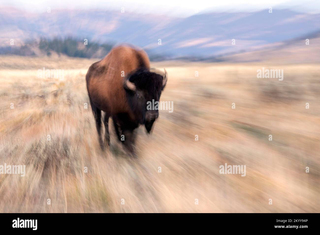 WY05175-00....Wyoming - Bison im Slough Creek Valley des Yellowstone Nationalparks. Stockfoto