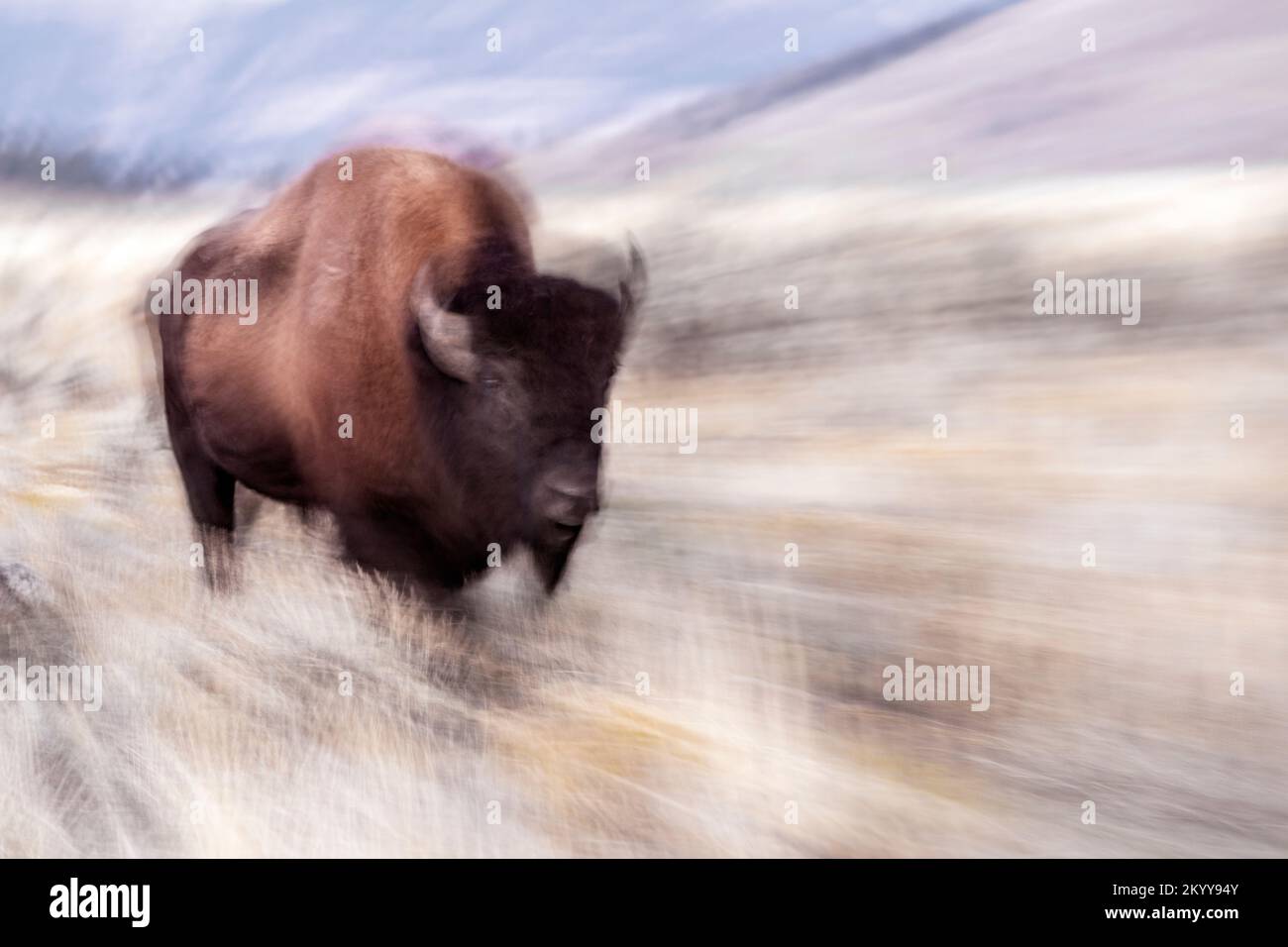 WY05176-00....Wyoming - Bison im Slough Creek Valley des Yellowstone Nationalparks. Stockfoto