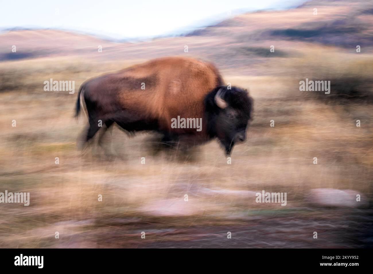 WY05177-00....Wyoming - Bison im Slough Creek Valley des Yellowstone Nationalparks. Stockfoto