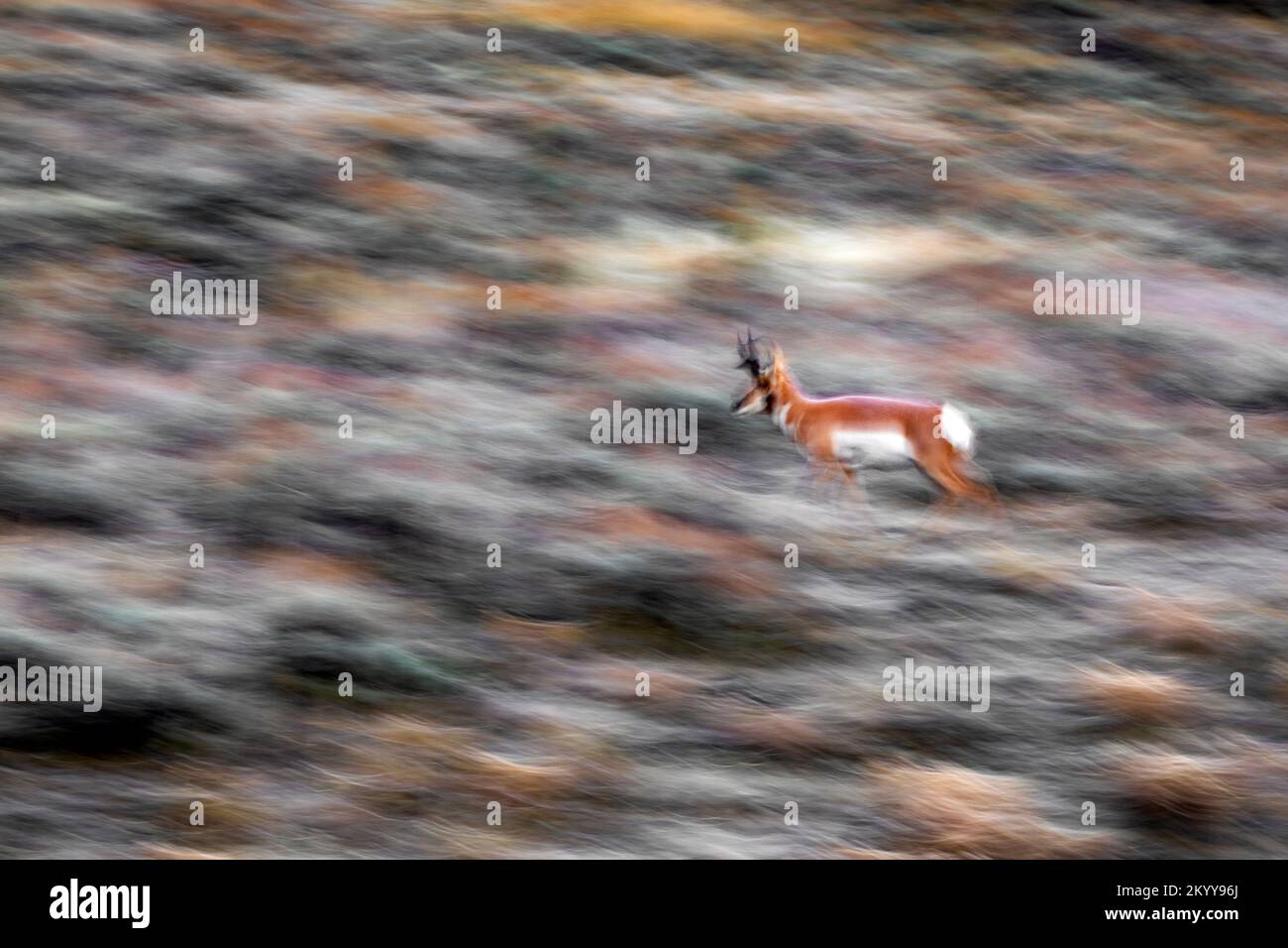 WY05179-00....Wyoming - Pronghorn im Slough Creek Valley des Yellowstone Nationalparks. Stockfoto