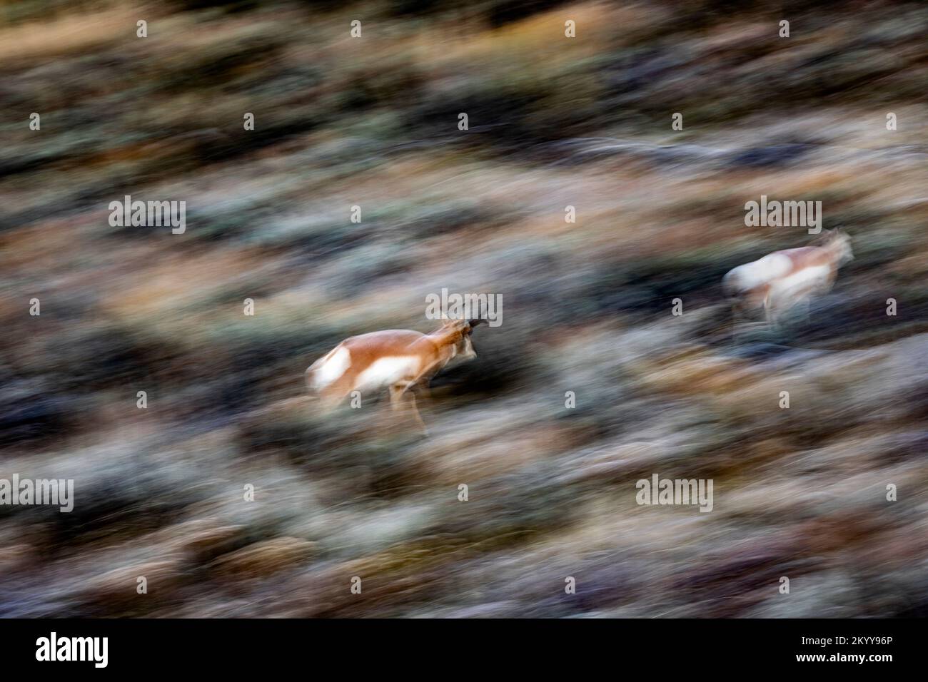 WY05180-00....Wyoming - Pronghorn im Slough Creek Valley des Yellowstone Nationalparks. Stockfoto