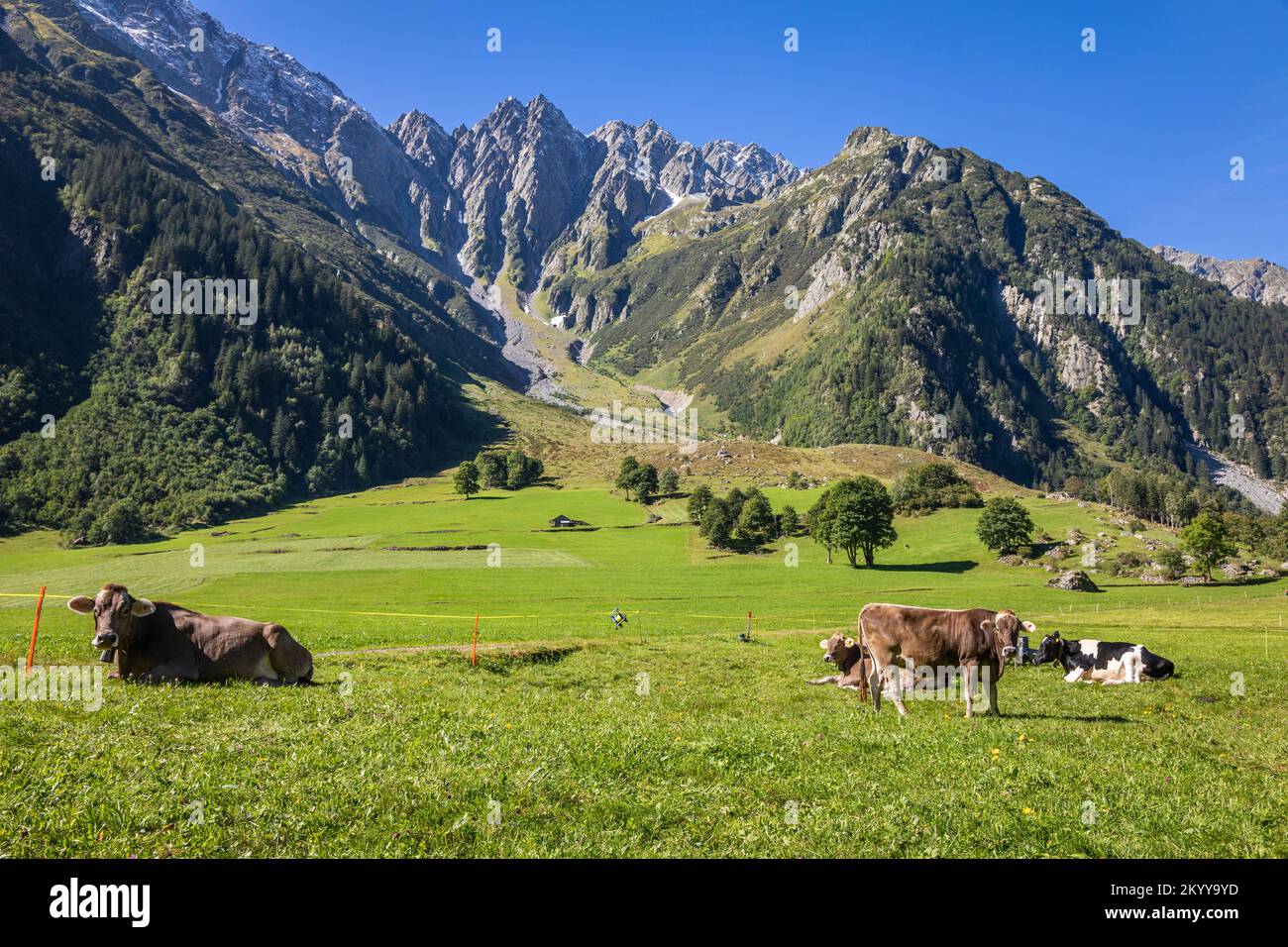 Alpenkühe im Engadintal, Schweizer Alpen, Schweiz Stockfoto