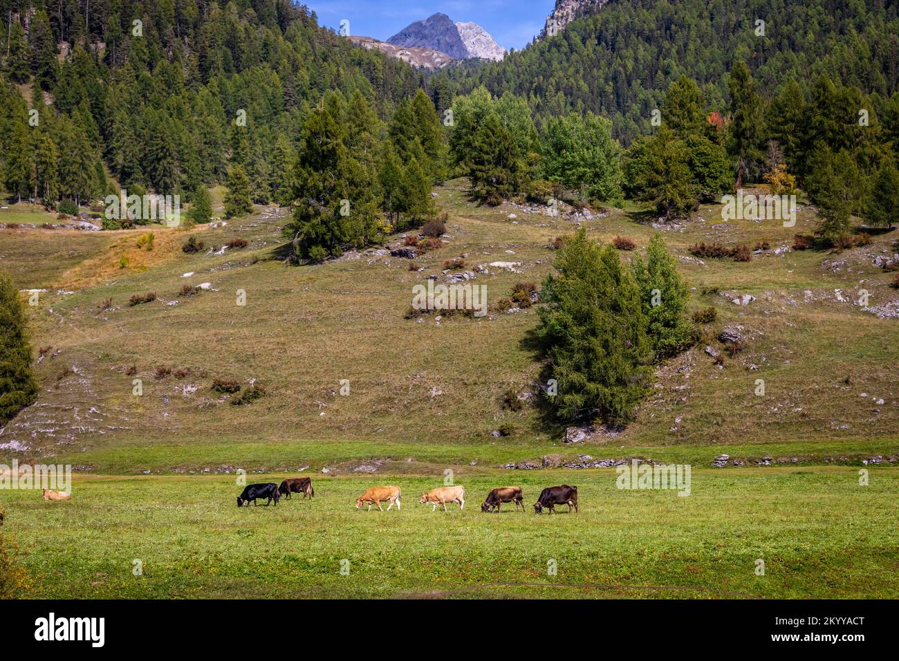 Alpenkühe im Engadintal, Schweizer Alpen, Schweiz Stockfoto