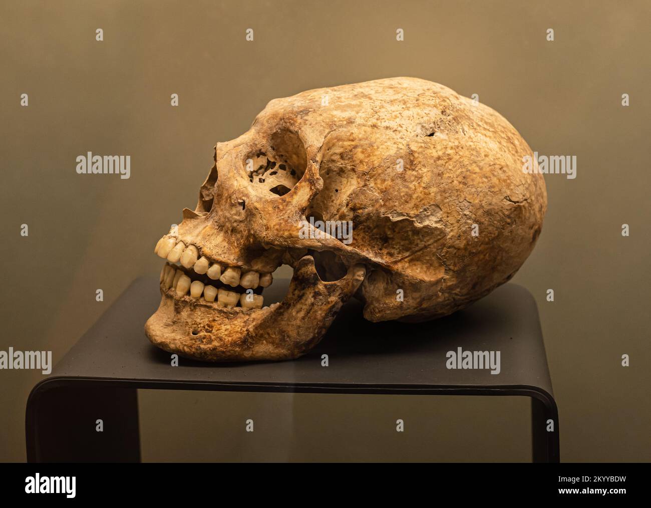 Maya-verlängerter Schädel einer Frau aus dem späten Klassiker. Jaina, Campeche, Mexiko. Stockfoto