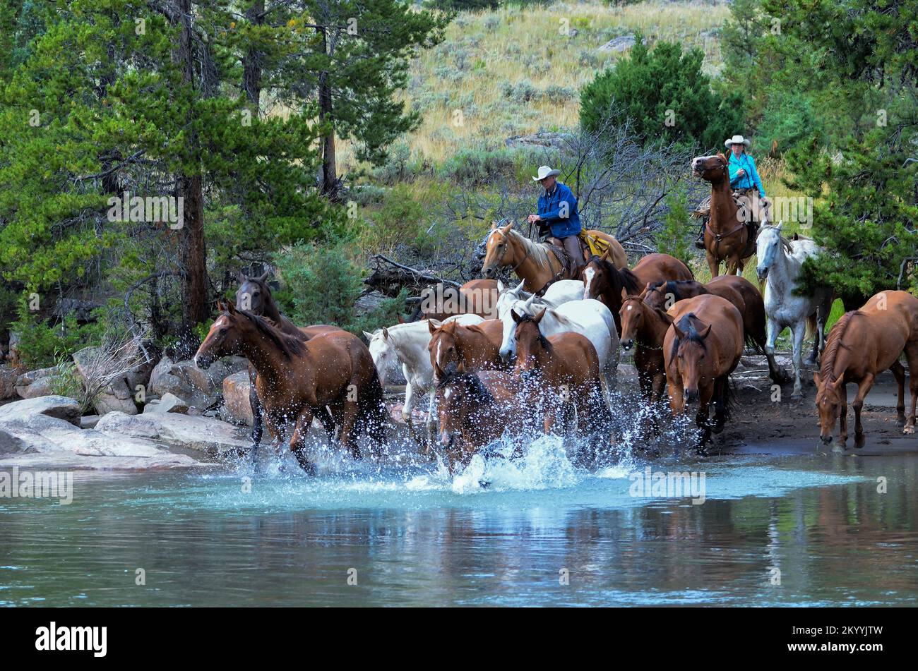 Cowboys und Pferde überqueren den Fluss in Wyoming Stockfoto