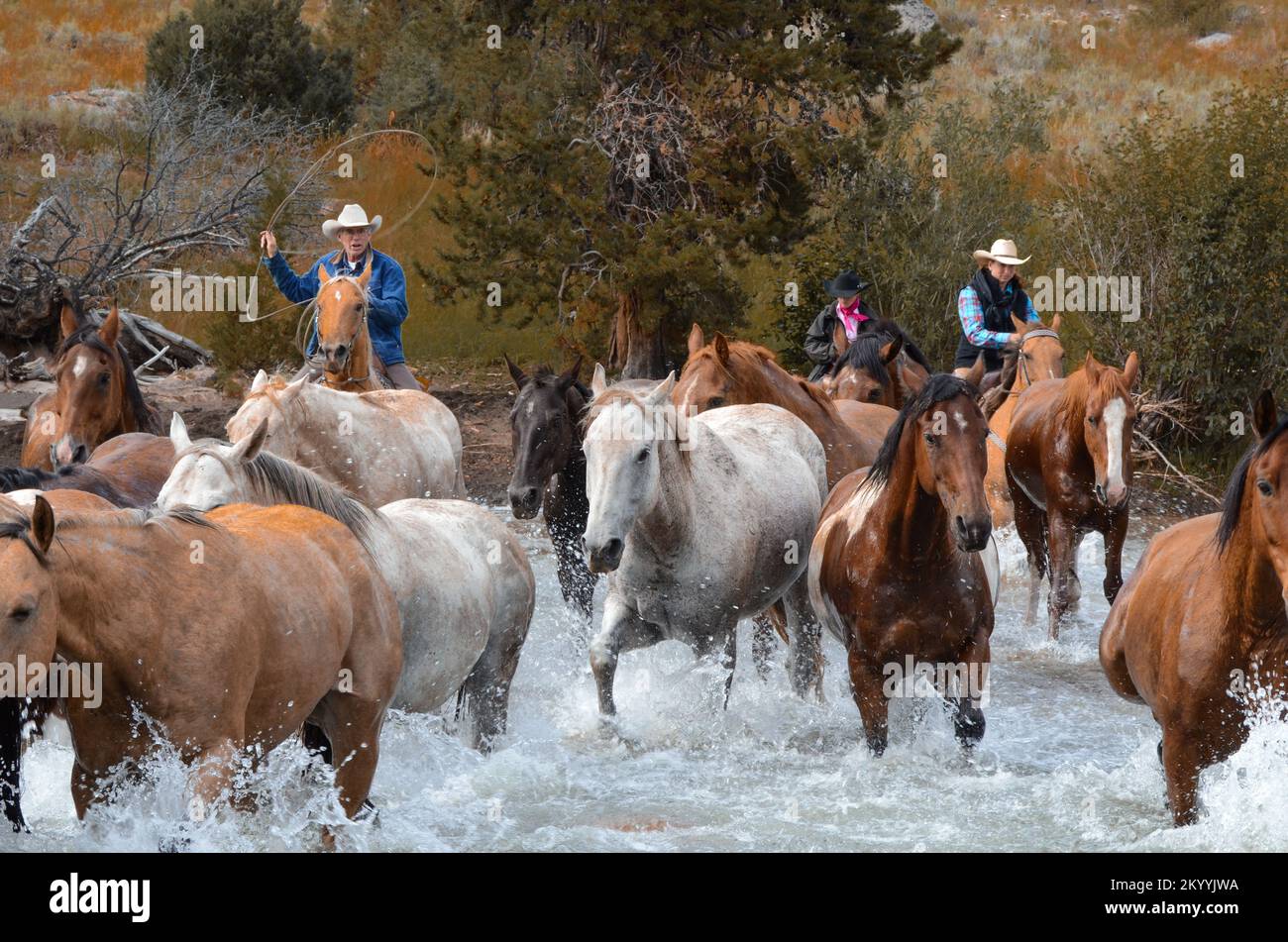 Cowboys und Pferde überqueren den Fluss in Wyoming Stockfoto