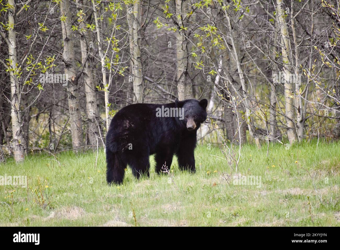 Schwarzbär, der vor dem nördlichen borealen Wald posiert Stockfoto