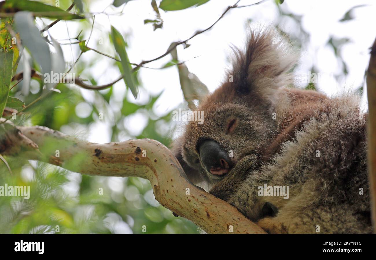 Sleeping Koala Nahaufnahme - Australien Stockfoto